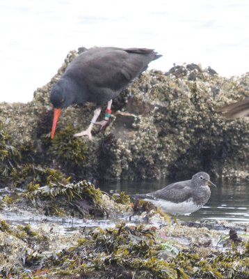 Banded Black Oyster-catcher and Surfbird