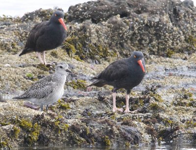 Black Oyster-catchers and Black-bellied Plover