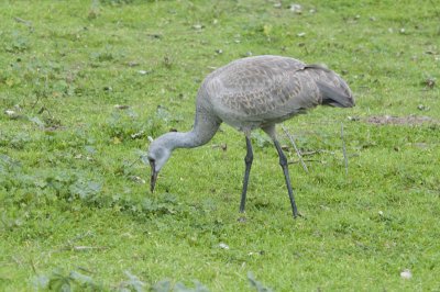 Sandhill Crane, juvenile