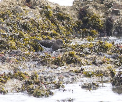 Black Turnstone