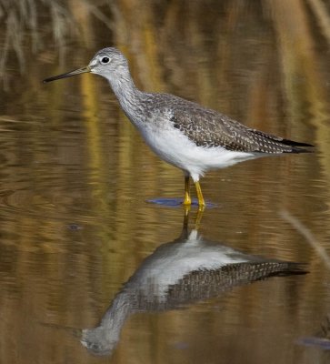 Greater Yellowlegs