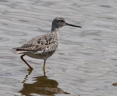 Greater Yellowlegs