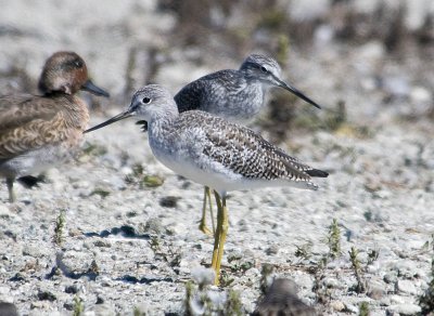Greater Yellowlegs