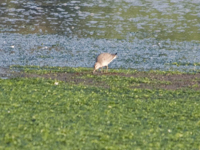 Red Knot