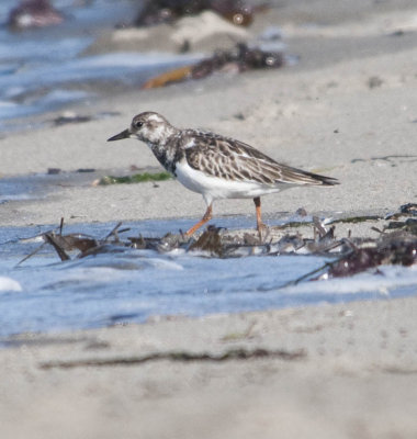 Ruddy Turnstone