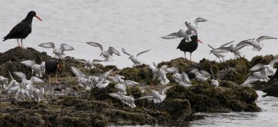 Landing Sanderlings