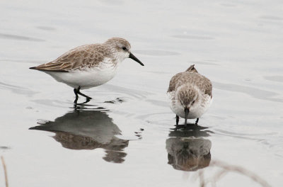 Western Sandpipers