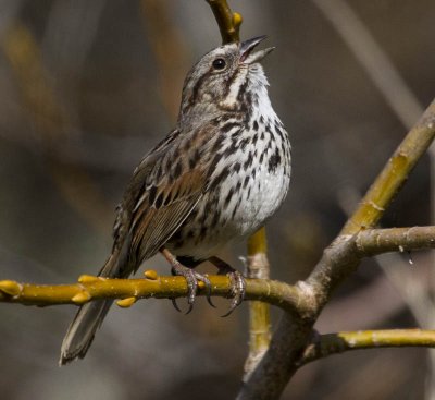 San Mateo Coast Song Sparrow