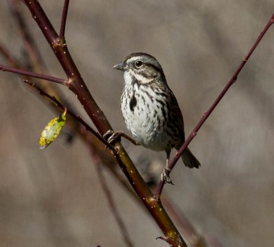 San Mateo Coast Song Sparrow