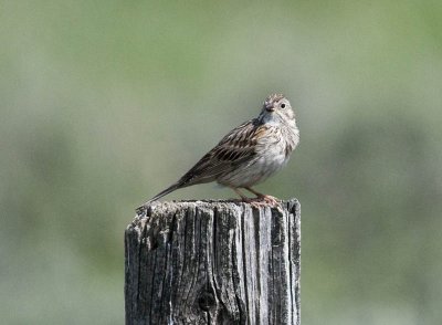 Vesper Sparrow