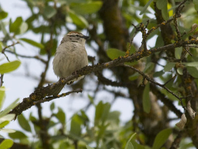 Chipping Sparrow