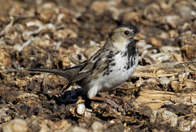 Harris's Sparrow