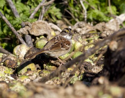 White-throated Sparrow