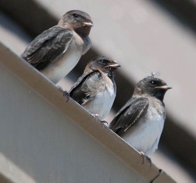 Cliff Swallows