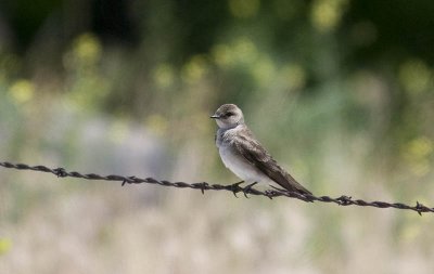 Northern Rough-winged Swallow