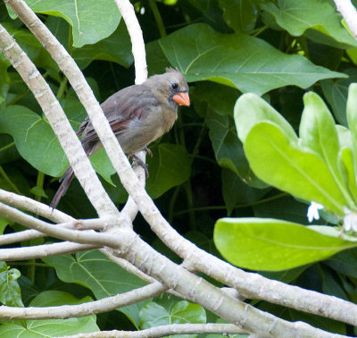 Female Northern Cardinal