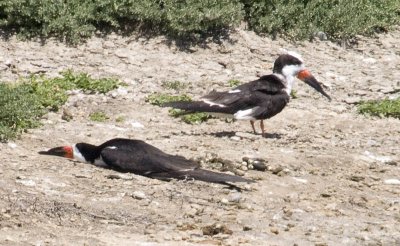 Terns and Skimmers