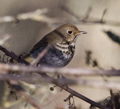 Hermit Thrush