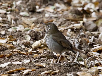 Hermit Thrush