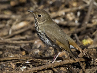 Hermit Thrush