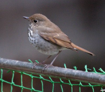 Hermit Thrushes