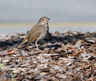 Hermit Thrush