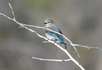 Mountain Bluebird, Female 