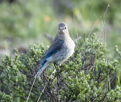 Mountain Bluebird, Female