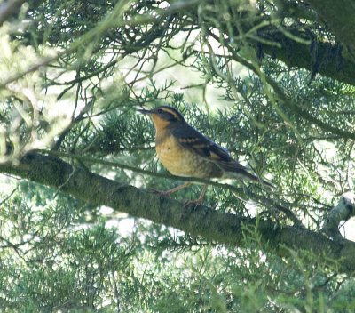 Varied Thrush