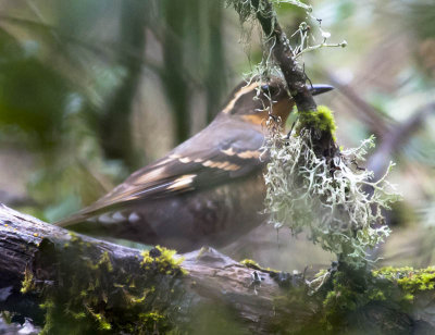 Varied Thrush