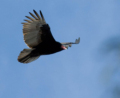 Turkey Vulture