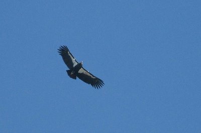 California Condor No. 199