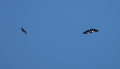 California Condor 199 and a Turkey Vulture
