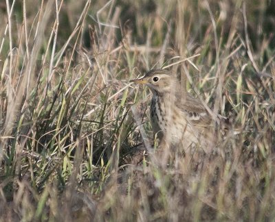 American Pipit