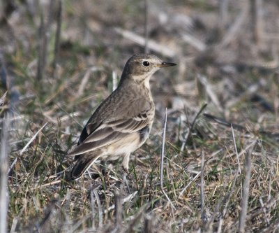 American Pipit