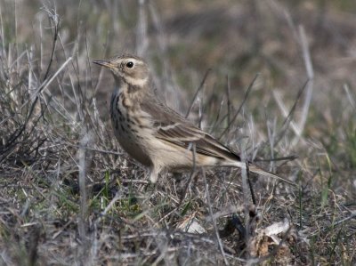 American Pipit