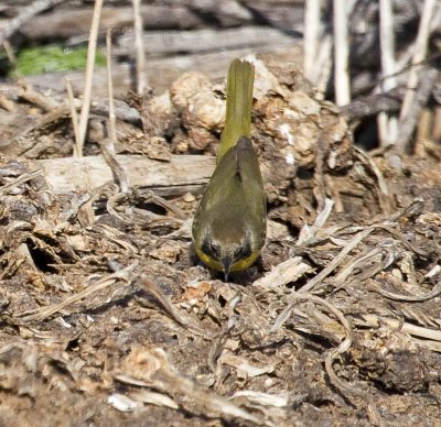 Common Yellowthroat