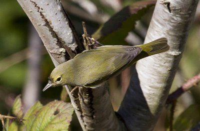 Orange-crowned Warblers