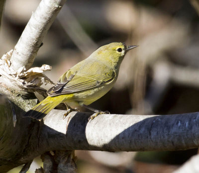 Orange-crowned Warbler