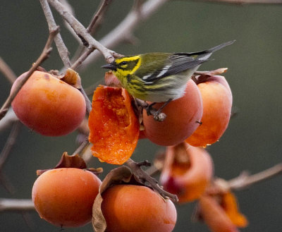 Townsend's Warbler
