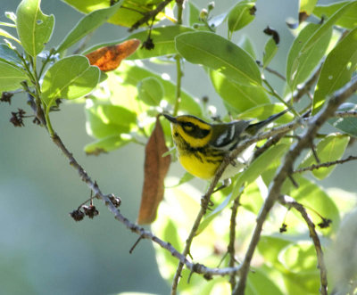 Townsend's Warbler
