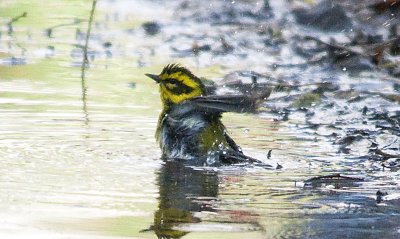Bathing Townsend's Warbler