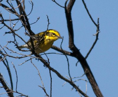 Townsend's Warbler