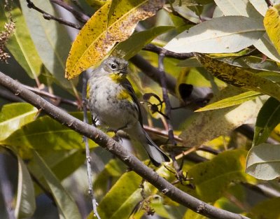 Yellow-rumped Warbler