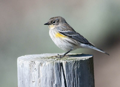 Yellow-rumped Warbler