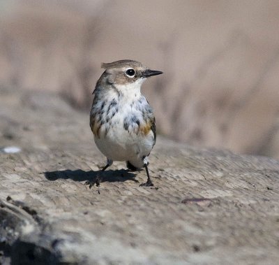 Yellow-rumped Warbler (Myrtle)