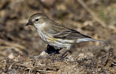 Yellow-rumped Warbler