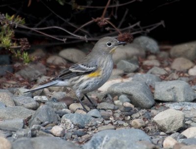 Yellow-rumped Warbler