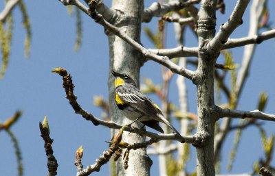 Yellow-rumped Warbler