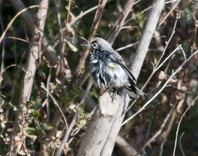 Bedraggled Yellow-rumped Warbler